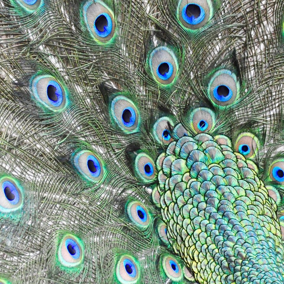 Ellipses and Shapes, Peacock Feathers