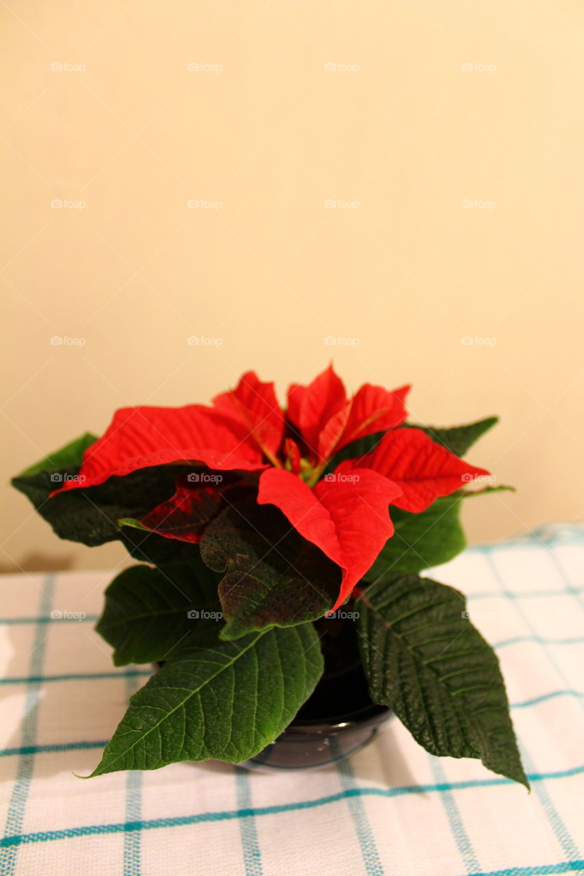 Red beautiful flower and green leaves in a pot on a textile towel with patterns close-up