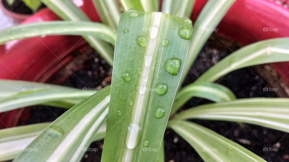 WaterDrop in Plant