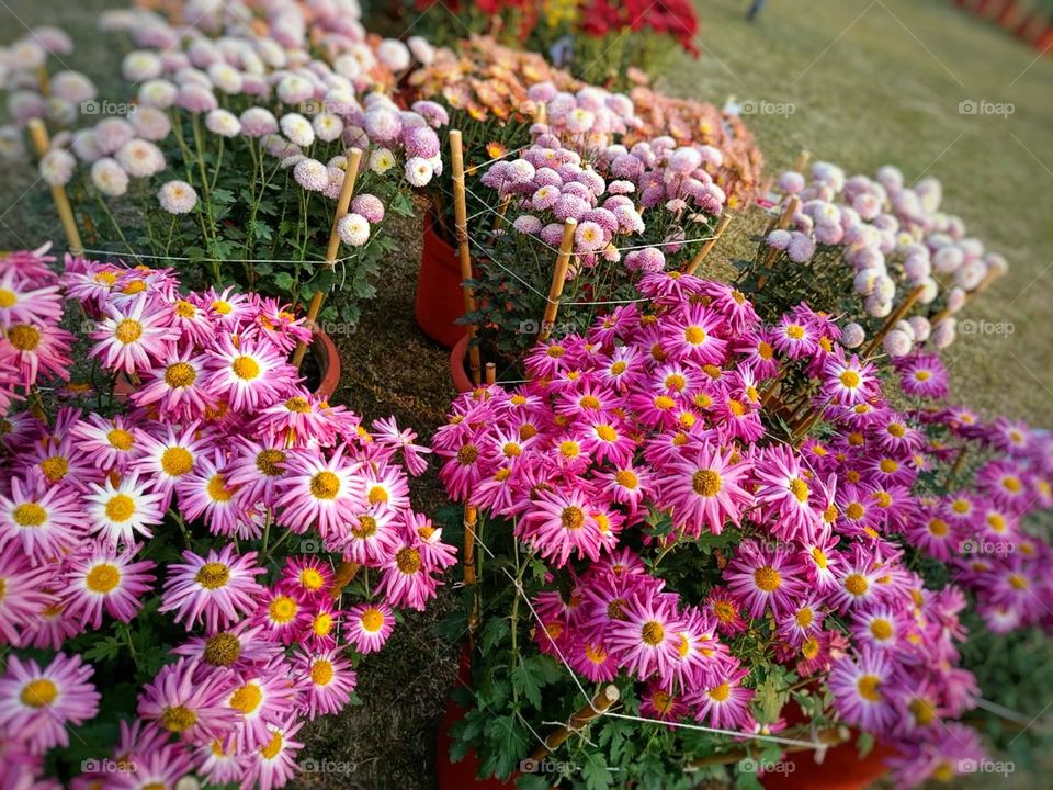 Those flowers in the field look amazing! So vibrant and beautiful. It must be a calming sight to see all those colors together.