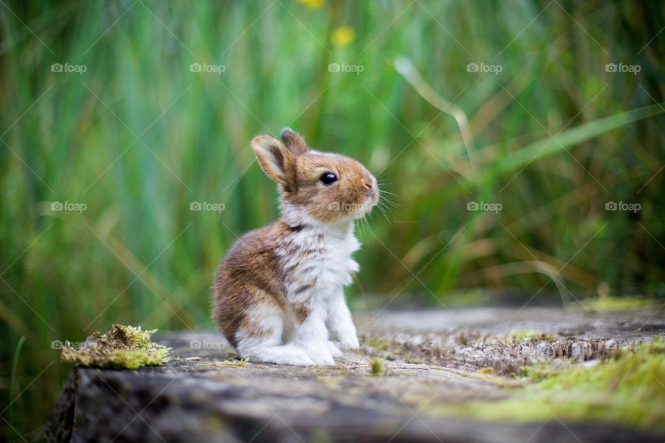 Baby bunny