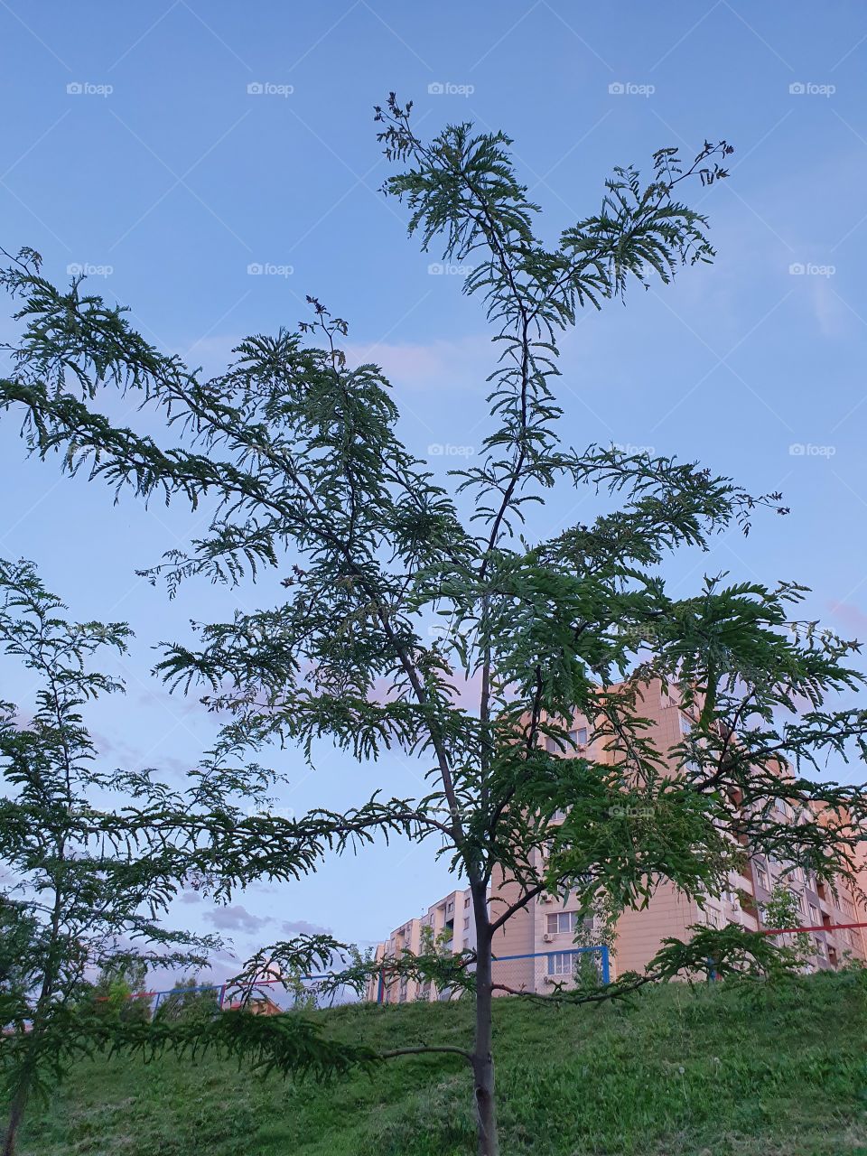 young acacia tree in urban setting at sunset