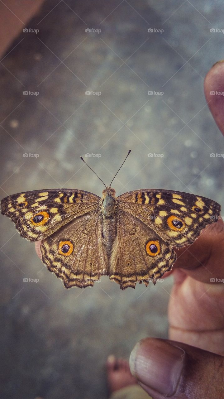 butterfly on my hand