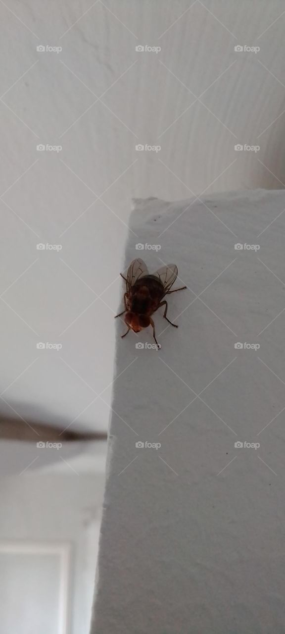 plain, bright, whitish