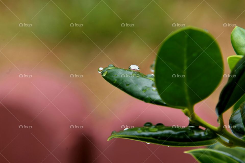 rain droplet on green leaf