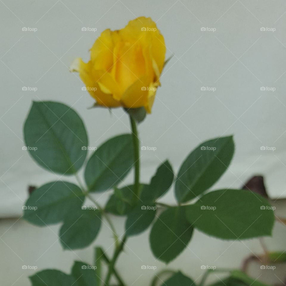 yellow rose