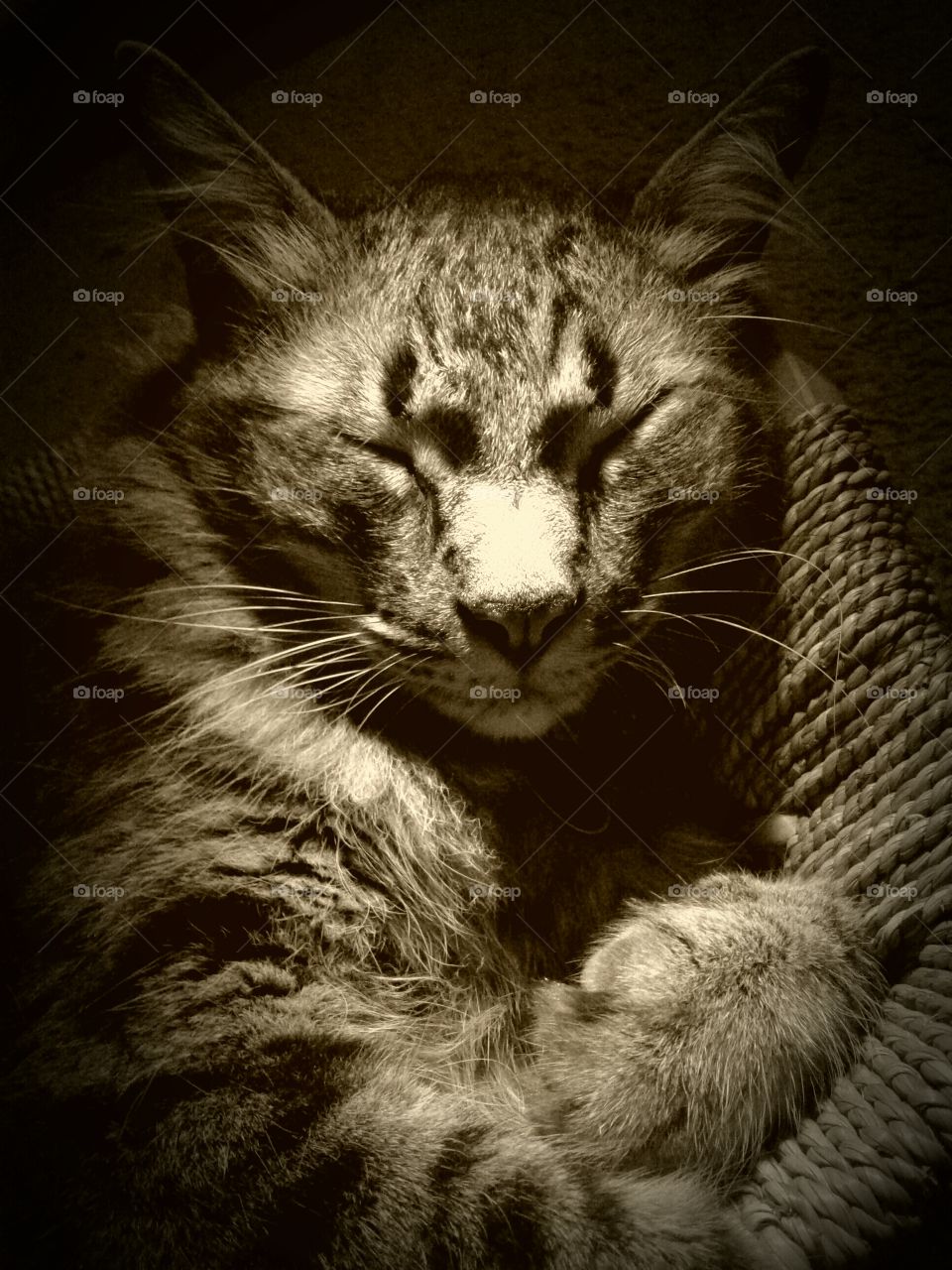 sepia closeup lynx