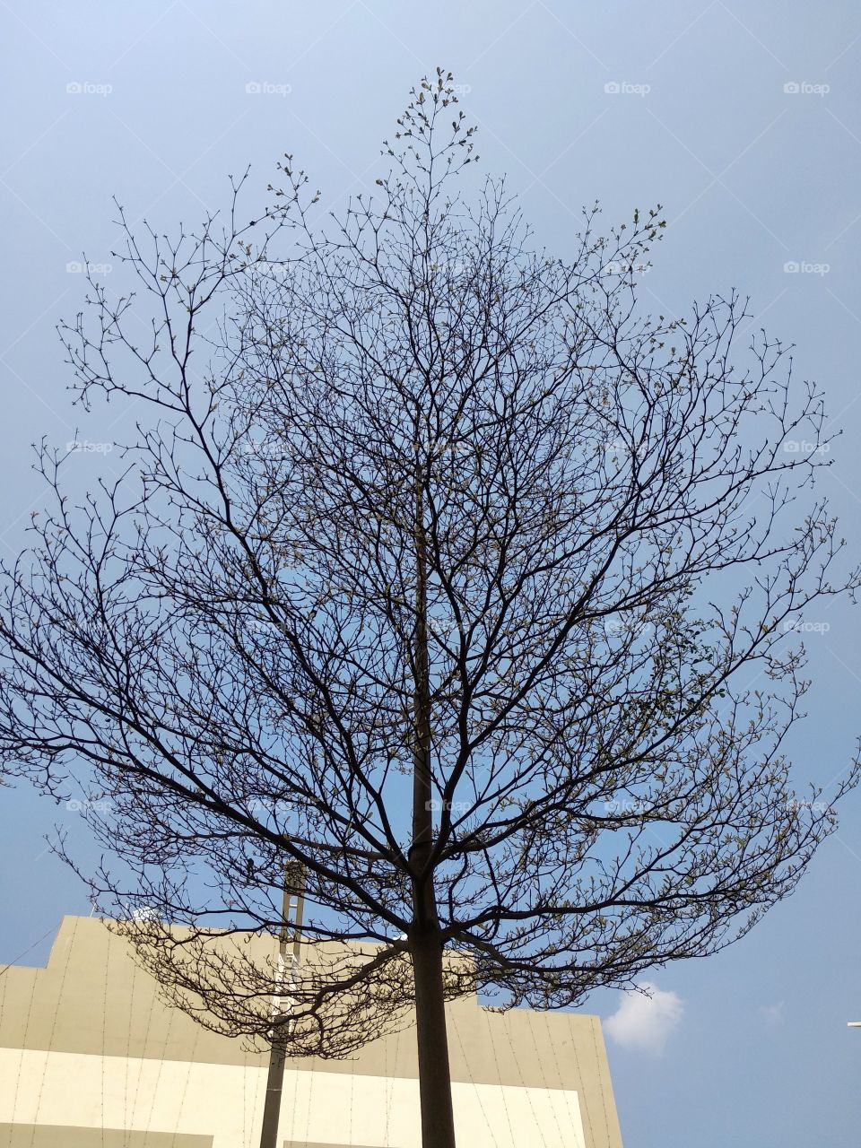 the teach tree with beautiful blue sky !