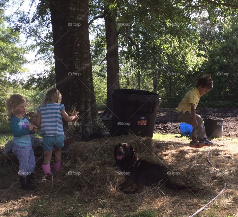 Jumping off the hay over Choco the farm dog