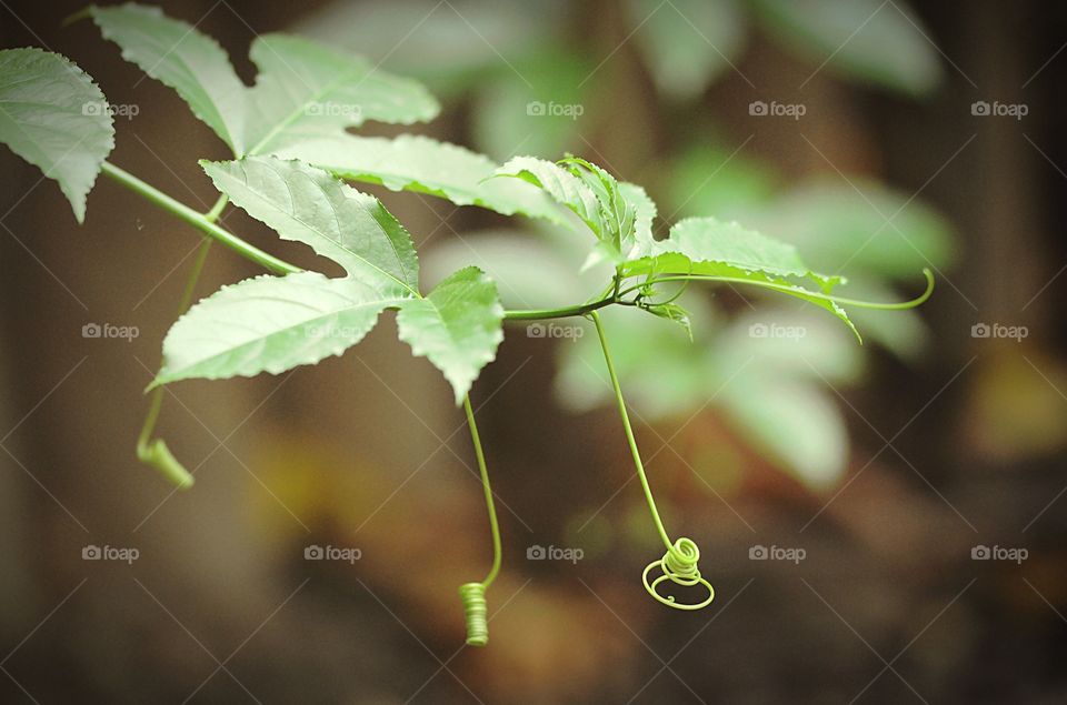 Naissance d’une Feuille 