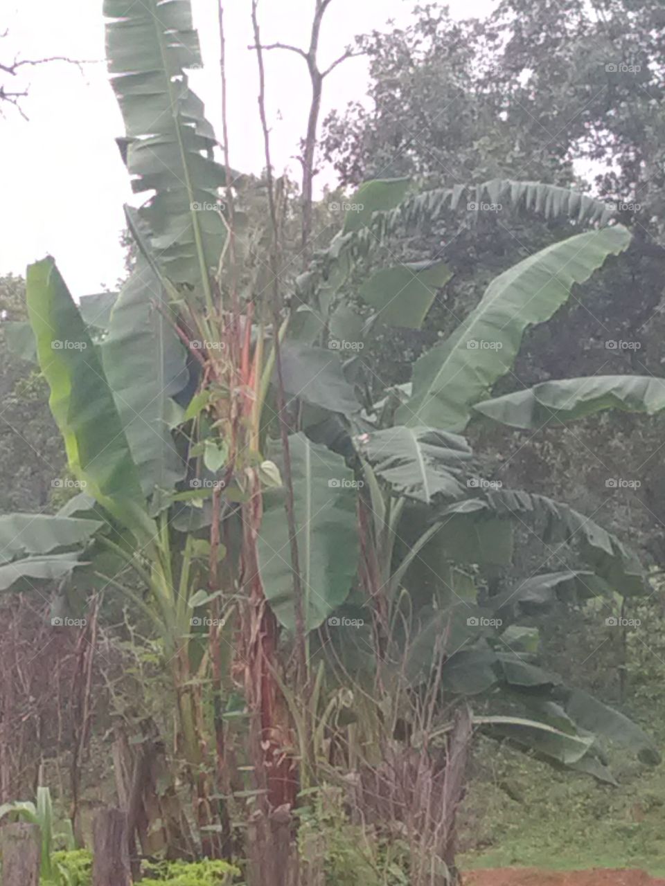 BANANAS TREE AT FOREST.
