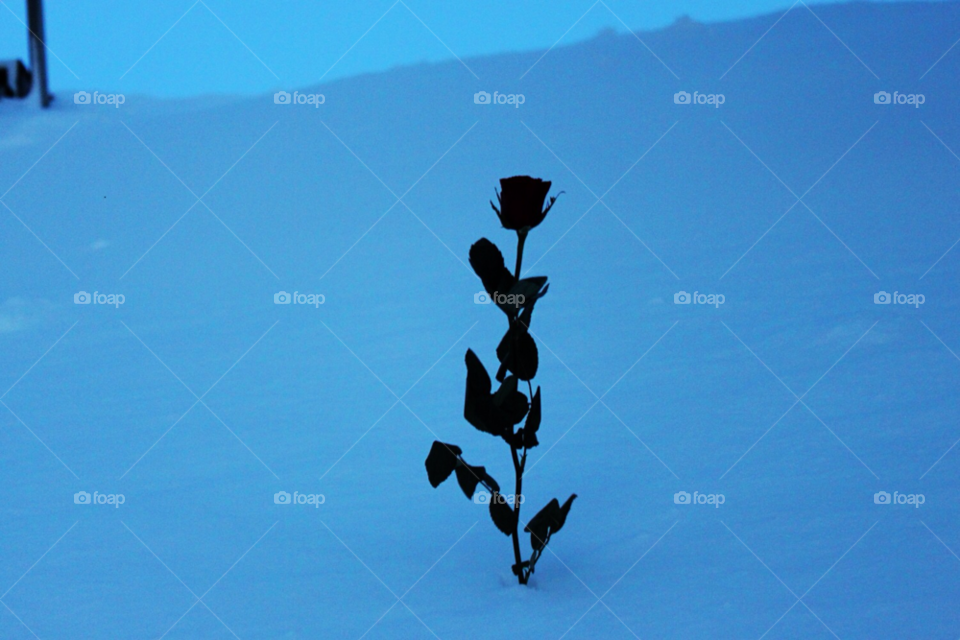 flowers flower snow winter by arman