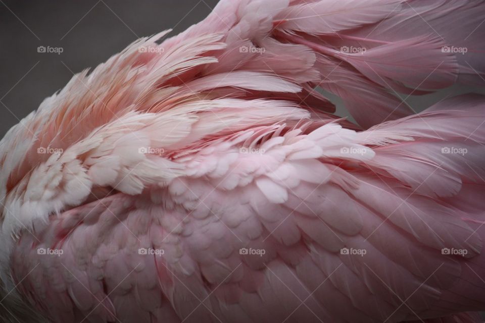 Close-up of pink feathers