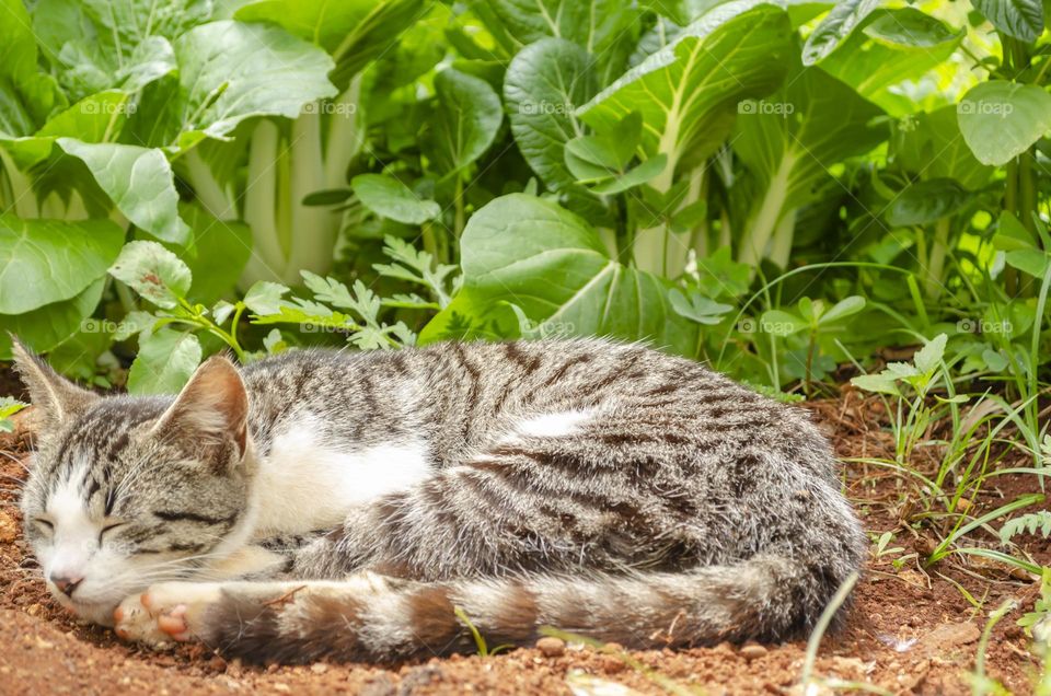 Cat Sleeping Beside Pak Choi