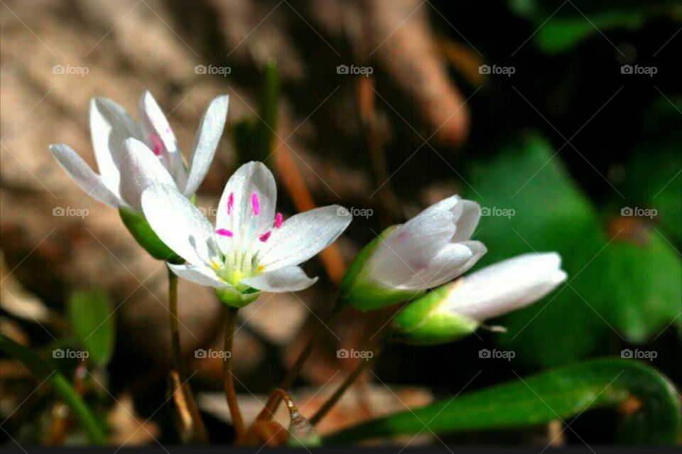 little wildflowers