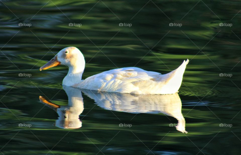 green pond and white duck