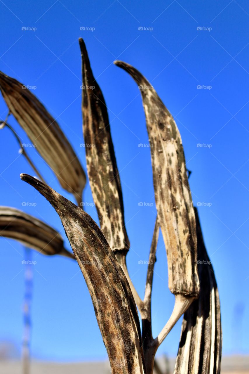 Dried up okra