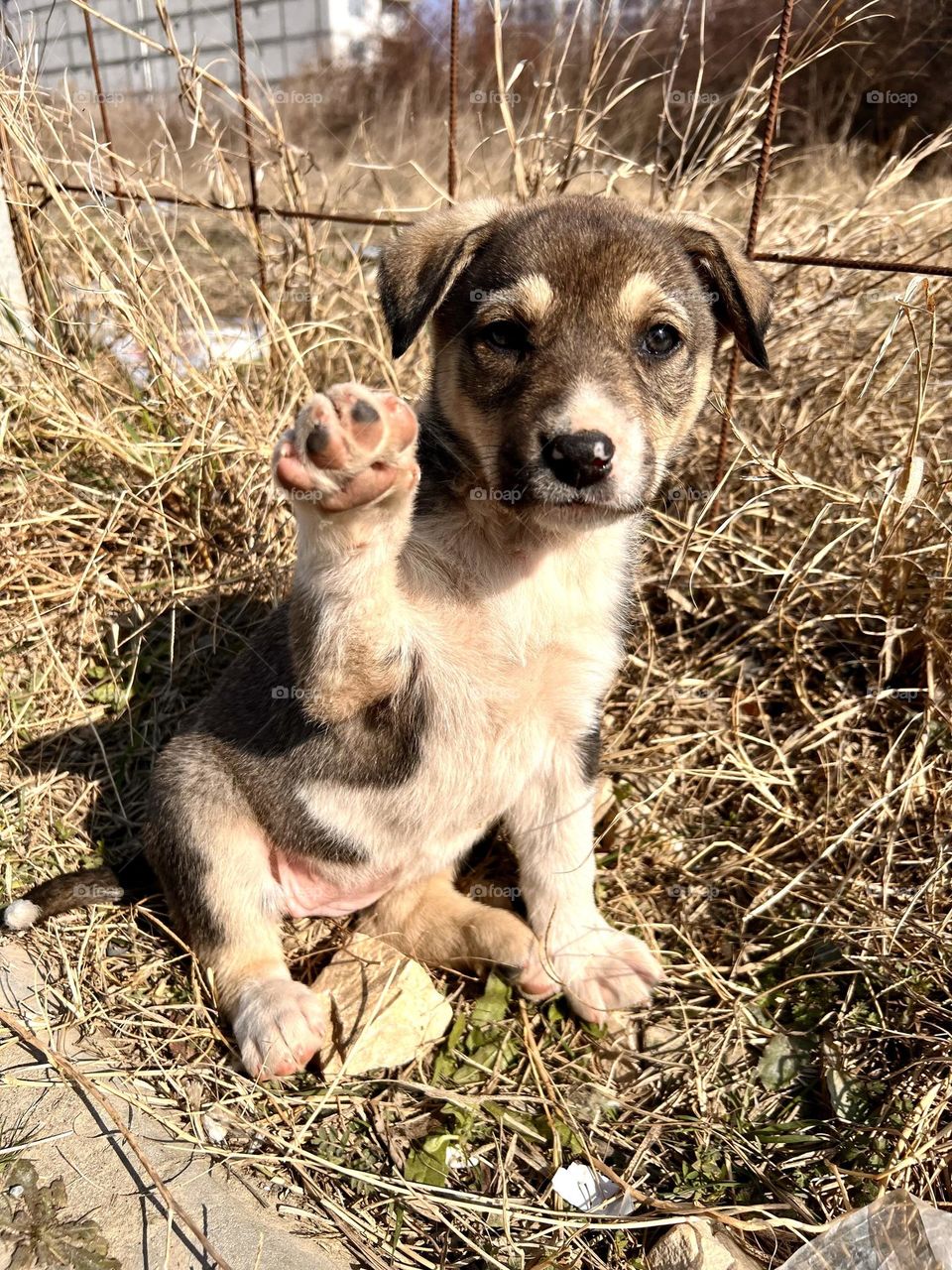 beautiful, smart, stray dogs, puppies live on the street, people feed them and take care of them, the dog raised its paw and greets