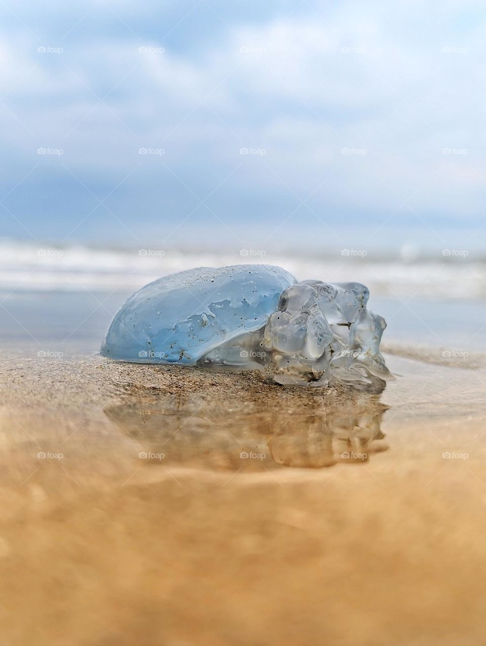 Blue jellyfish