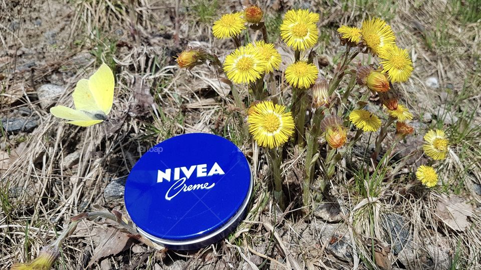 Nivea yellow butterfly coltsfoot spring flowers - Nivea gul fjäril tussilago 