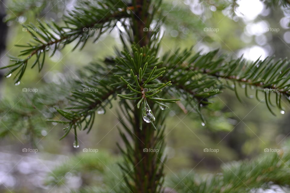 Water droplet on tip of pine bough on pine tree in the forest on late spring in the Rocky Mountains of Alberta Canada 