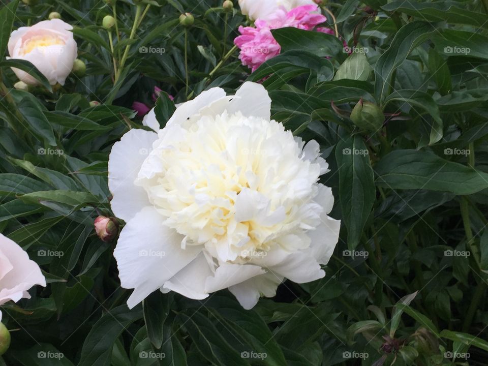 a delightful lush white peony surrounded by green leaves