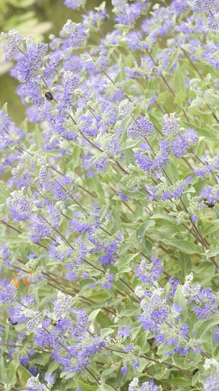 Flowers and bee in a garden 