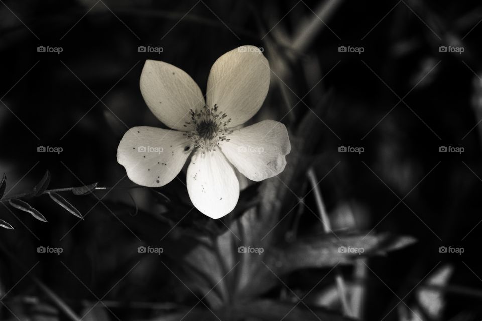 BW effect, with dark effect white summer flower 