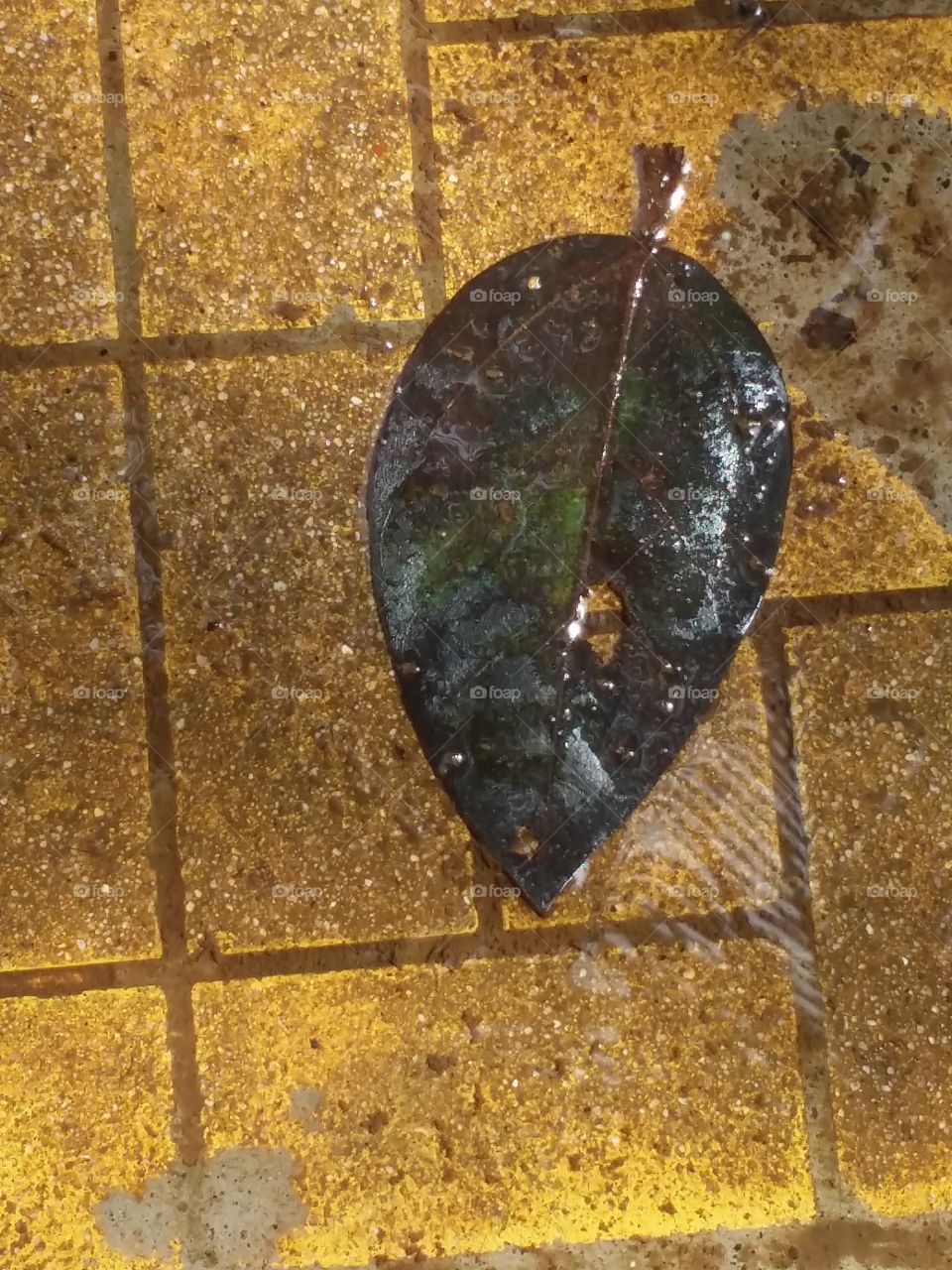 Story of leaves life ( leaf )