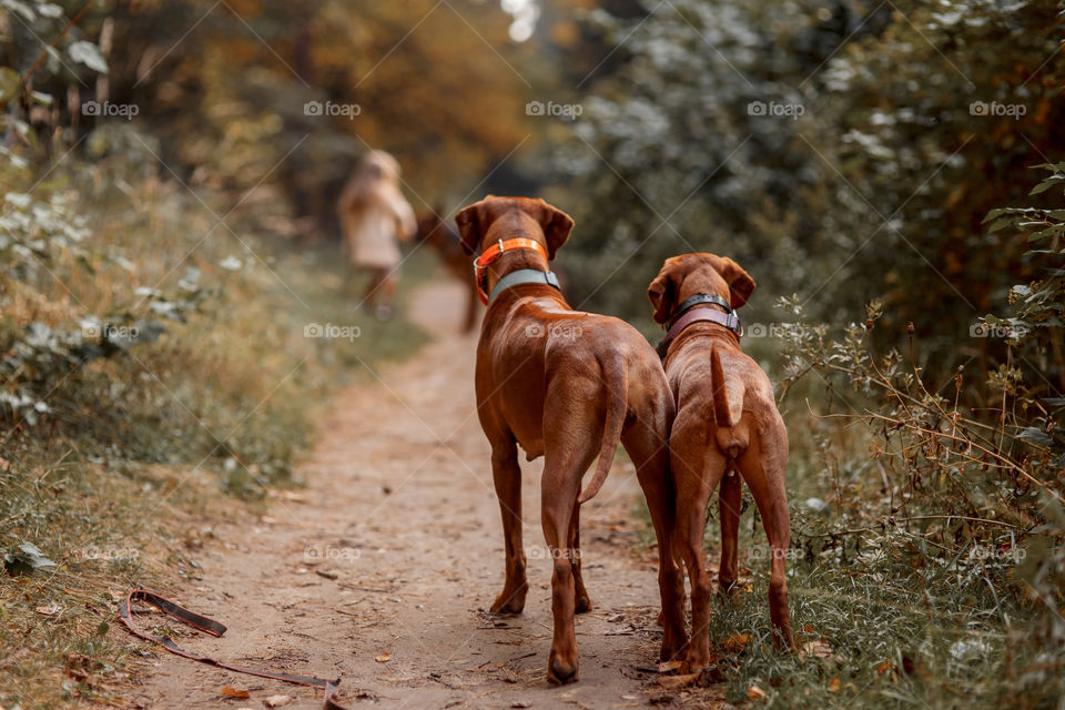 Little girl playing with dogs in an autumn park