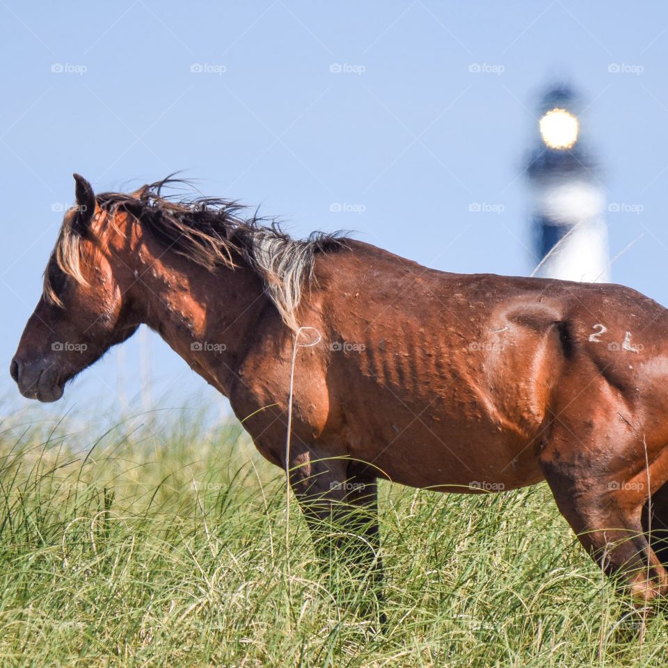 Wild horse at the lighthouse 