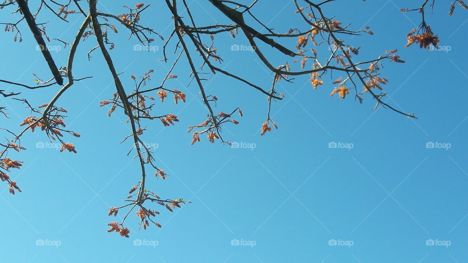 Tree, Leaf, No Person, Branch, Fall