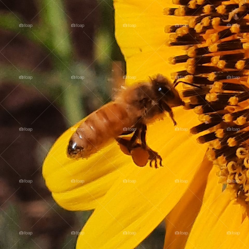 Taken in my garden. Its summer and this bee is busy with this sunflower.