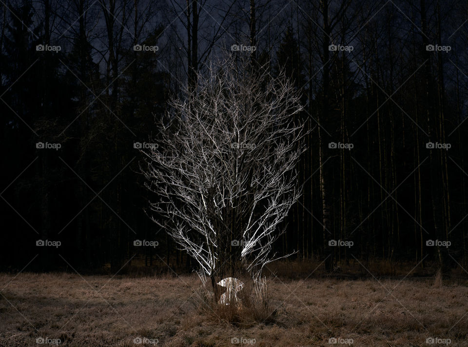 Frosty tree makes a background for a long exposure flash jump figure shadow in the pale light of the lunar eclipse in the E