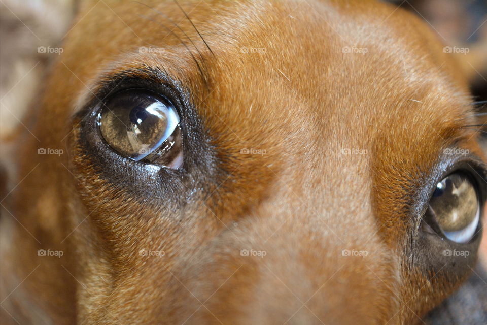eyes of a dog