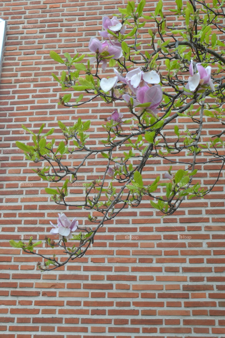 Flowers in tree