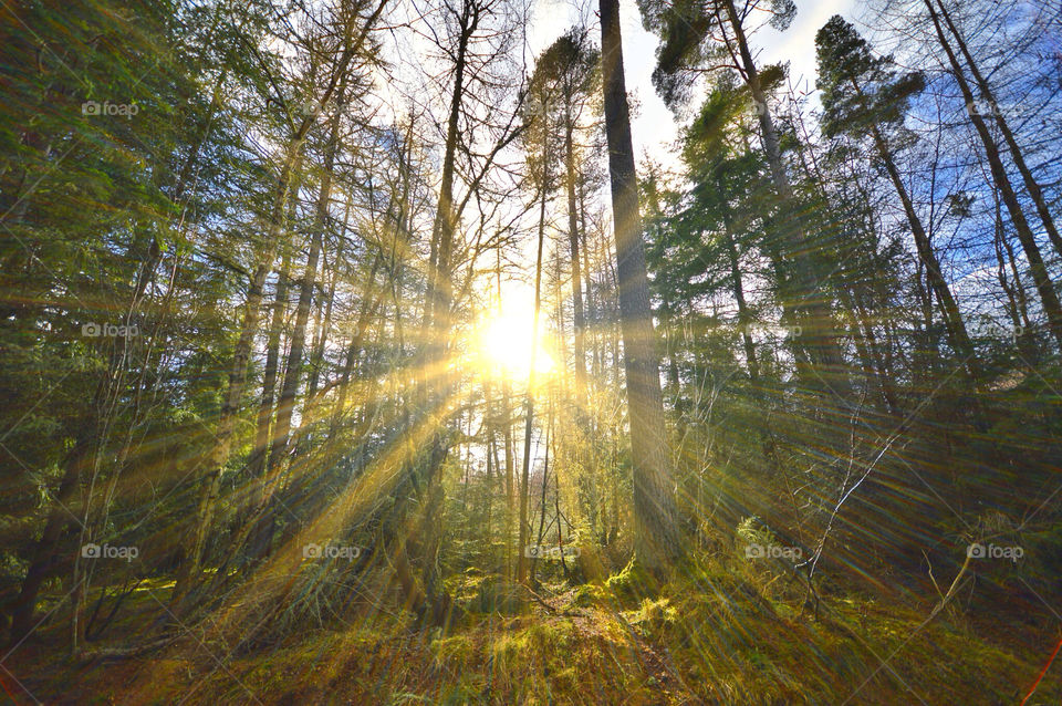 Sun rays through the forrest