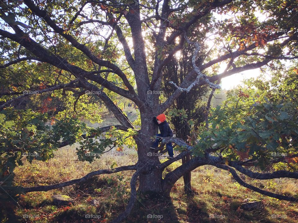 In the tree. Can you find the boy? Great day, great tree to climb. 