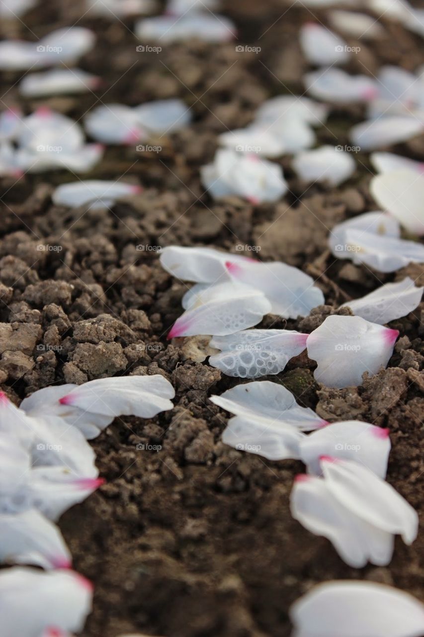 Petals on the ground