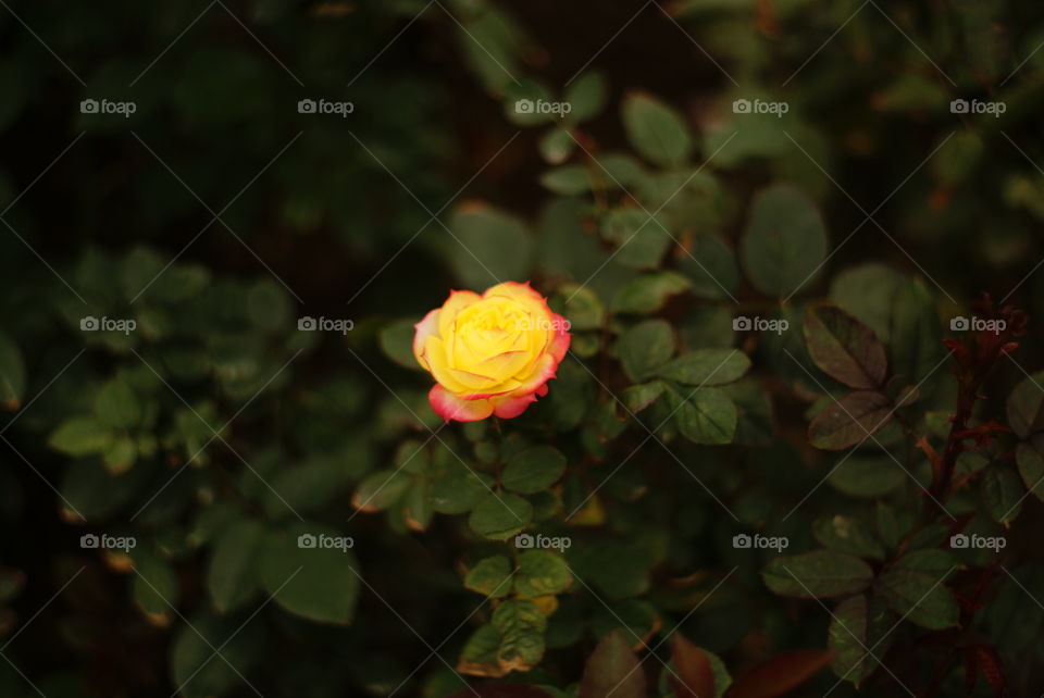 Rose in winter