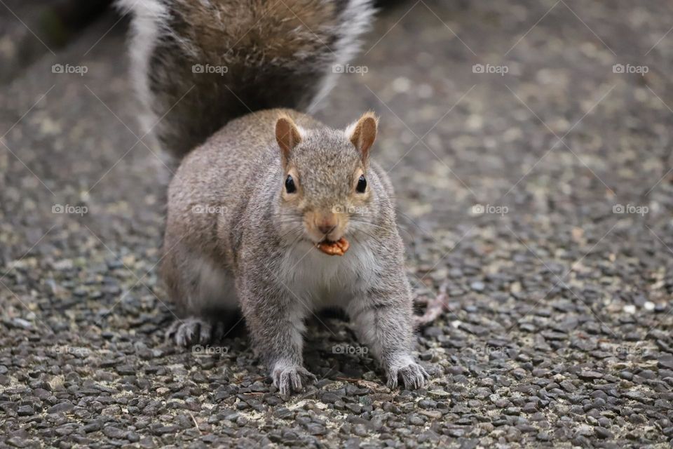 Squirrel with nut in the mouth 