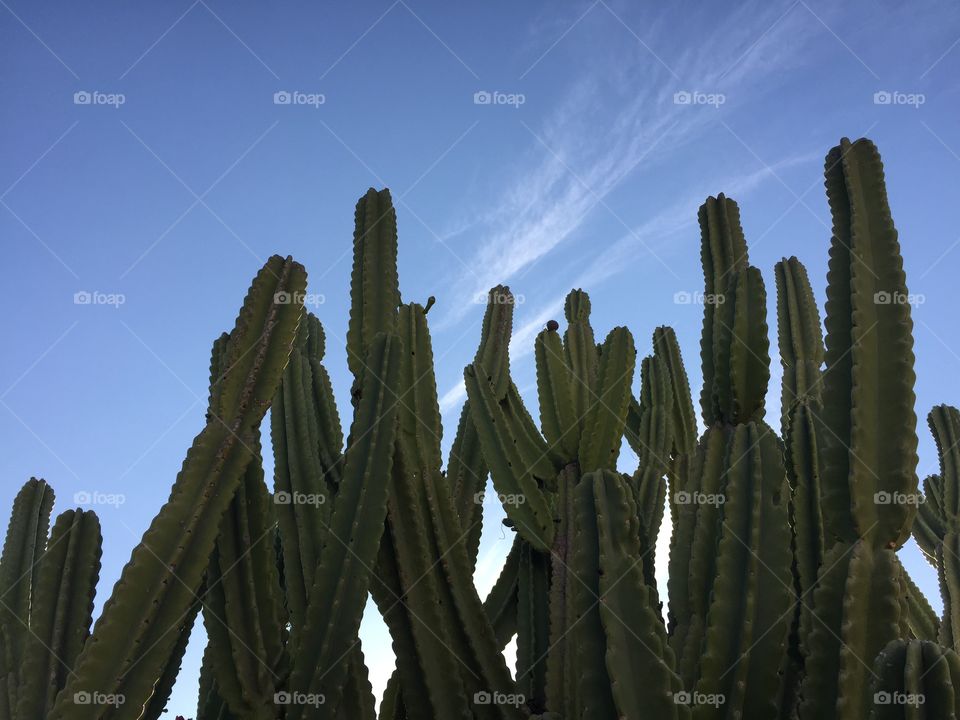 Cactus, Desert, Sharp, Succulent, Spine