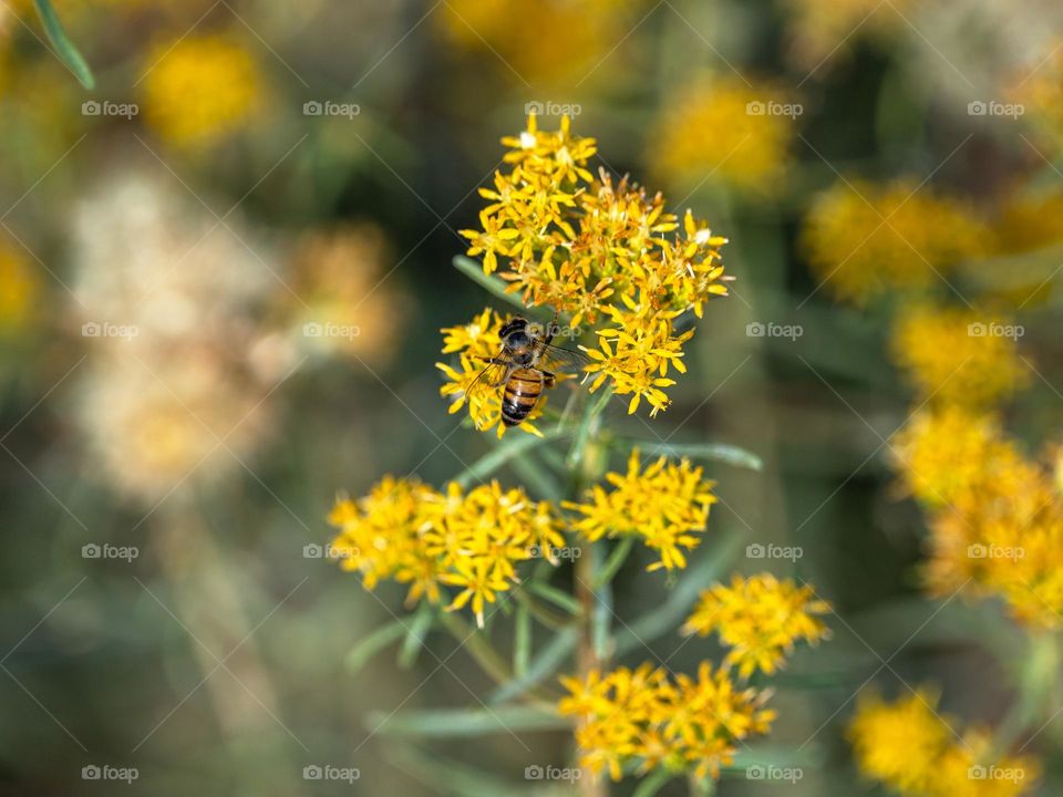 A honeybee tends to its very important business on a early fall morning