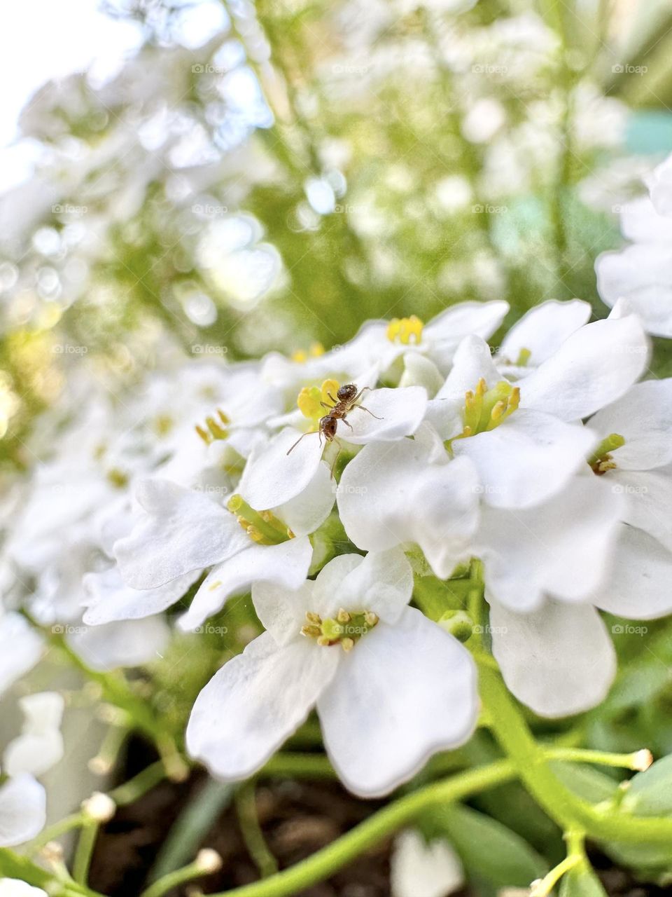Spring flowers enticing a baby ant.