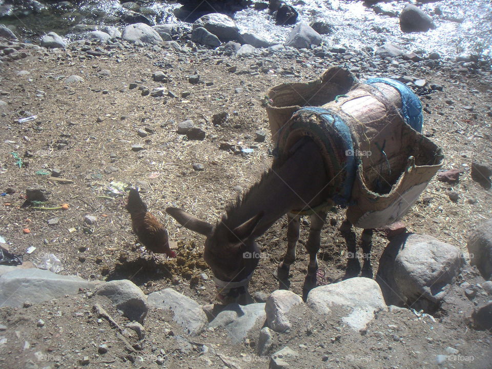 donkey and hen in Marrakech