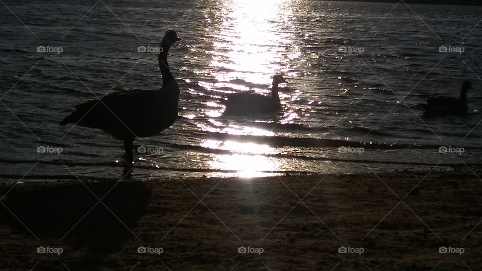 ducks on mountain city lake at sunset