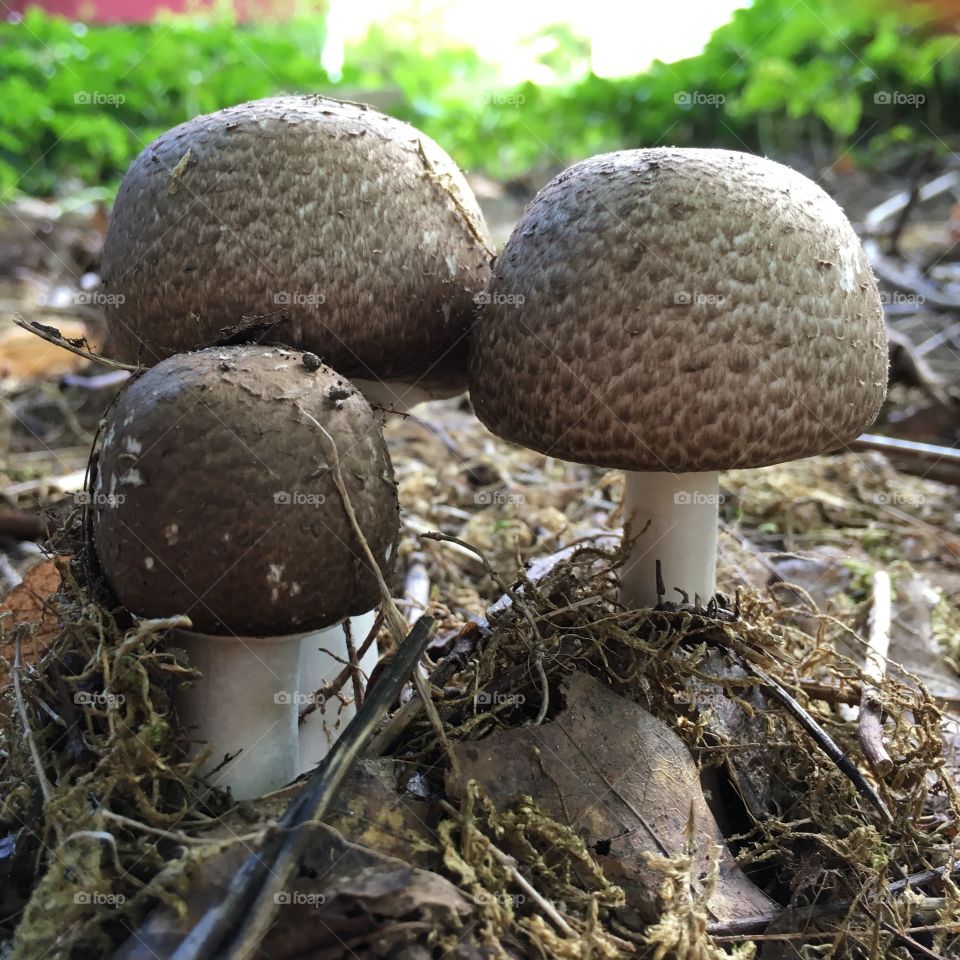 Mushroom family