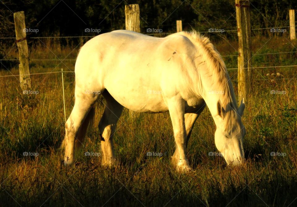 powerful horse