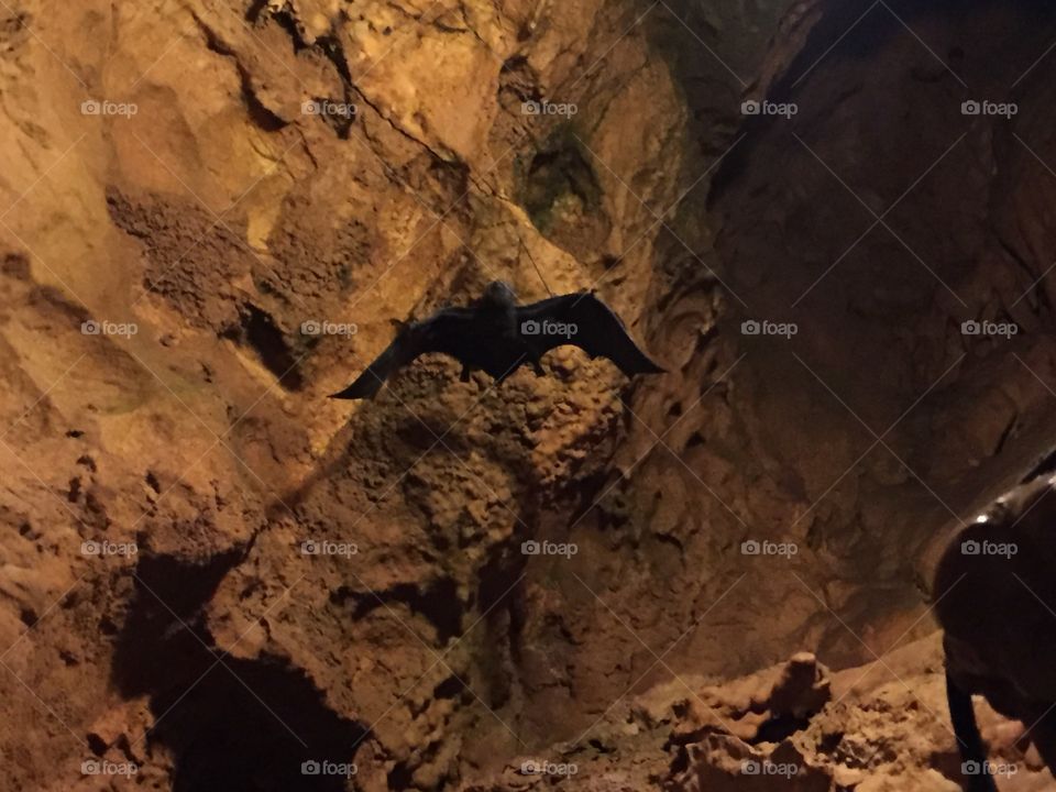 bat (false) in the cave