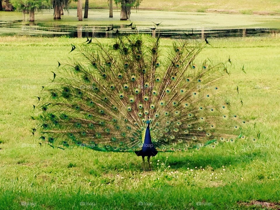 Peacock in bloom